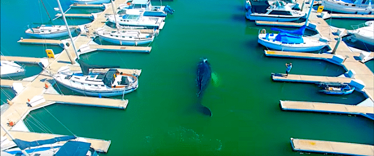 megattera si perde in porto