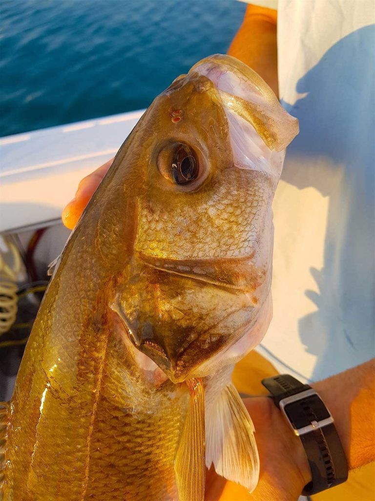 pesca ricetta spigola al sale