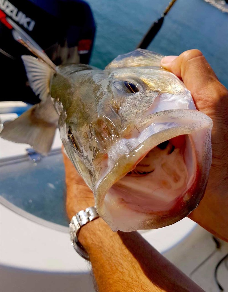 pesca ricetta spigola al sale