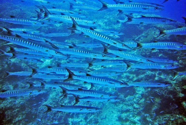 pesca spinning al barracuda