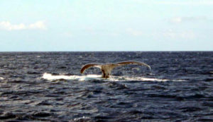 Navigazione in oceano. Una balena