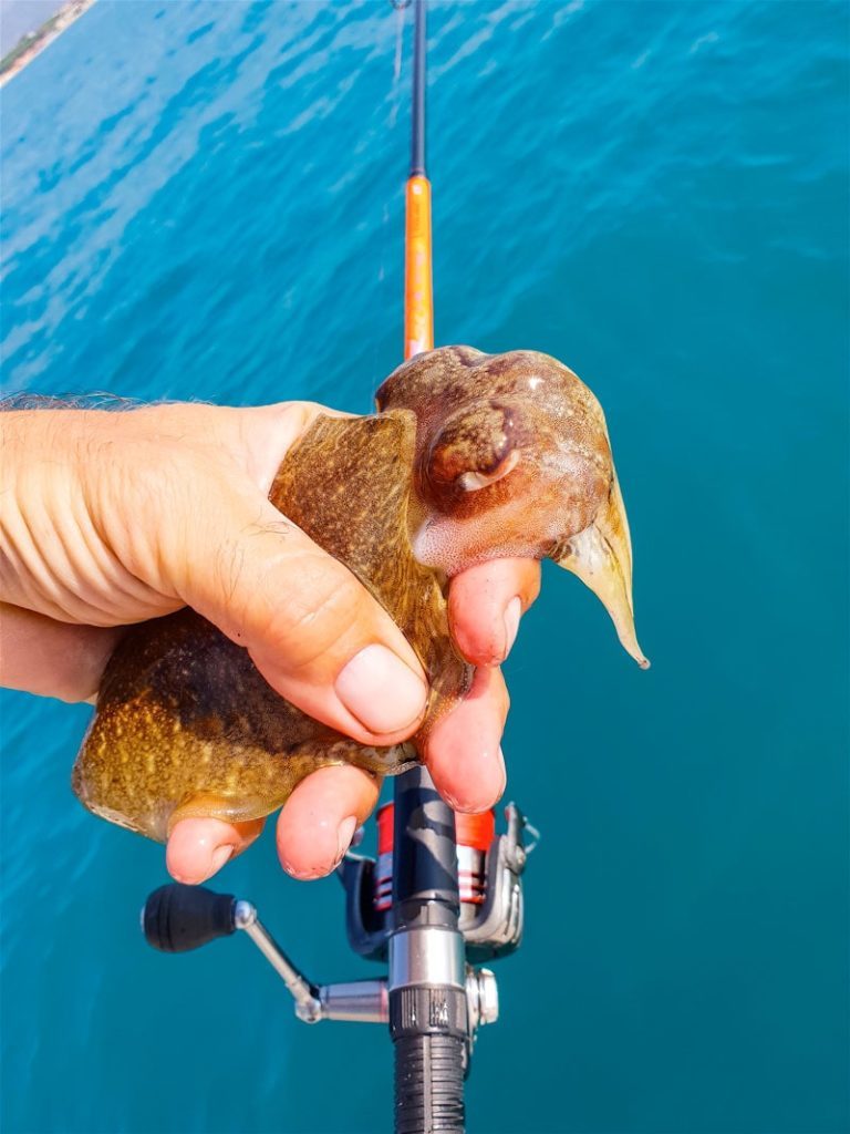 pesca seppia