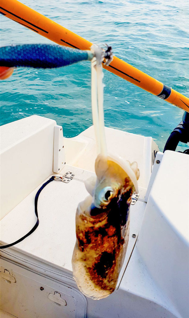 pesca seppia