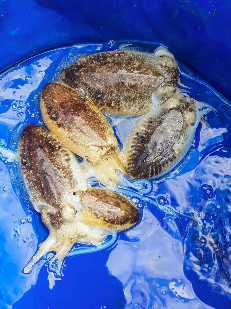 pesca seppia