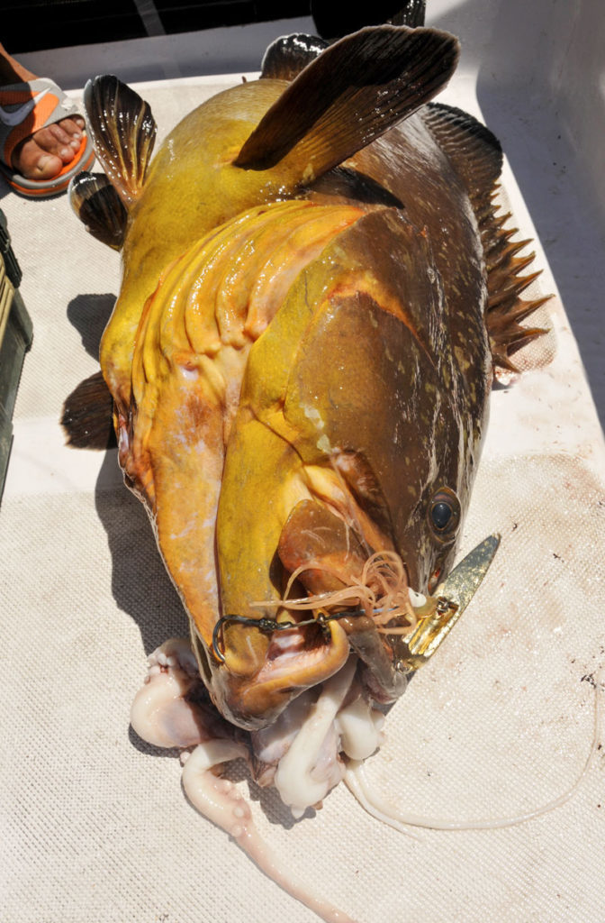 pesca cernia bruna