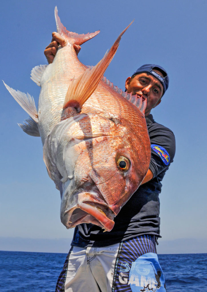 Dentice corazziere pesca