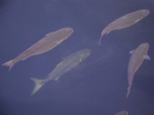muggini sono le prede del pesce serra