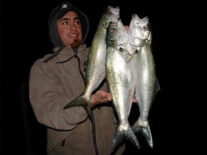 Il pesce serra ha alta attività anche di notte