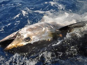 tonni-giganti-pescati