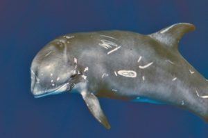 grampo-cetacei-nuova-campagna-min