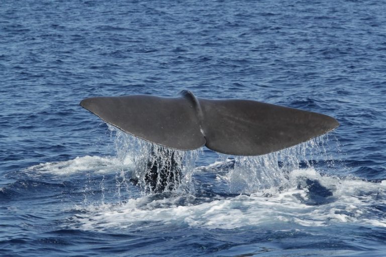 nuova-campagna-cetacei-tethys-min