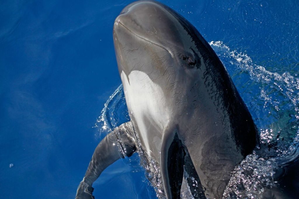cetacei fai attenzione globicefalo tethys