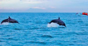 delfini nei porti e al largo