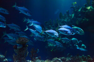 pesca sostenibile pesci