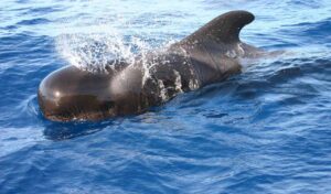 libri Balene, salvateci! cetaceo